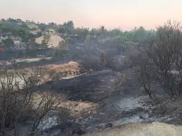 кипар пожар