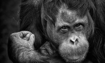 Во Словачка, поради коронавирусот во зоолошка затворен делот со мајмуни