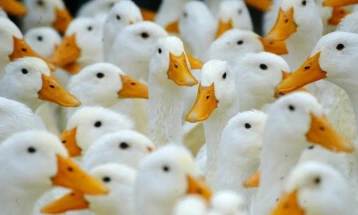 Поради птичји грип во Бугарија ќе бидат усмртени 5.380 патки