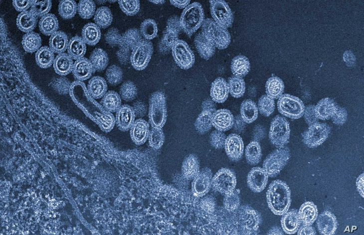Покрај коронавирусот, во Кина се појави и птичји грип