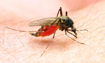 СЗО: Поради Ковид-19 двојно би можел да се зголеми бројот на смртни случаи од маларија