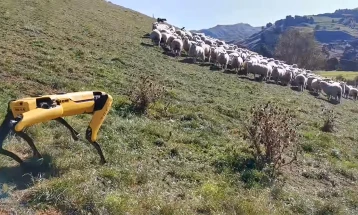 Куче-робот носи овци на пасиште (видео)