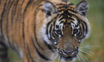Тигар, кој усмрти тројца, оди во Зоолошка градина