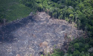 За една година во Амазон уништени се шуми со големина на Либан