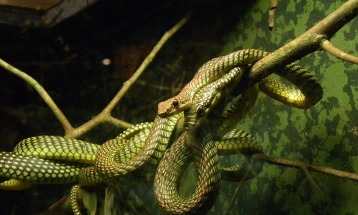 Науката го објасни начинот на движење на летачката змија