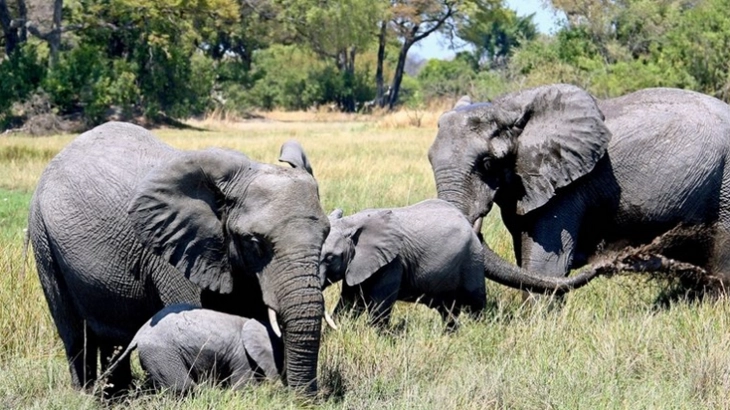 Стотици слонови најдени угинати во Боцвана