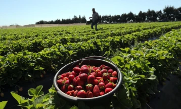 Невработените Финци берат јагоди за време на пандемијата