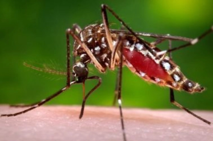 Научници: Комарците не пренесуваат коронавирус