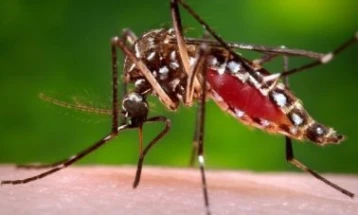 Научници: Комарците не пренесуваат коронавирус