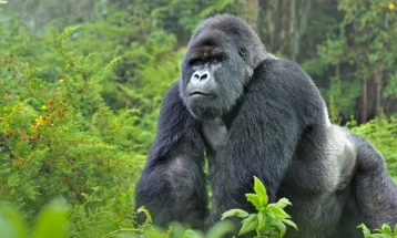 Уганда: 11 години затвор за убиец на редок вид горила
