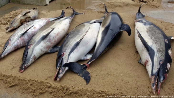 Угинати делфини на брегот на Маврициус