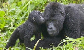 Мала „наезда“ на бебиња на ретки горили во Уганда