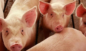 Кина забрани увоз на свинско месо од Германија