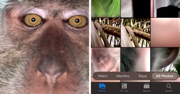 Мајмун украл телефон и си правел „селфи“