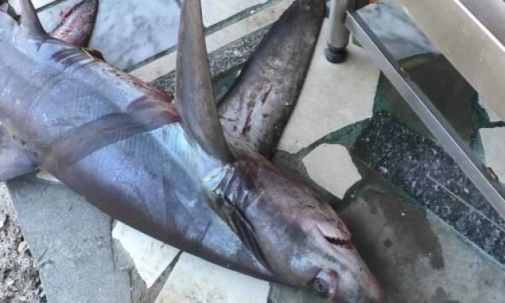 Ајкулите во светот загрозени поради вакцината против Ковид-19