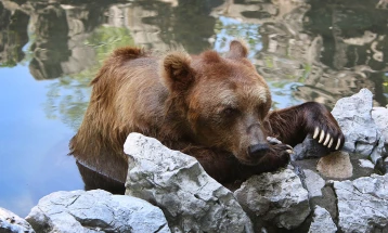 Смртоносен напад на мечка врз работник во зоолошката градина во Шангај