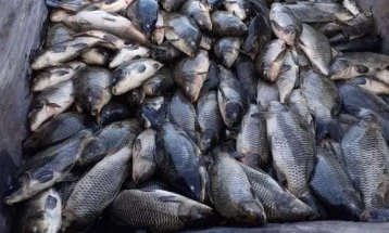 Помор на риби кај производители на крап на Тиквешко Езеро