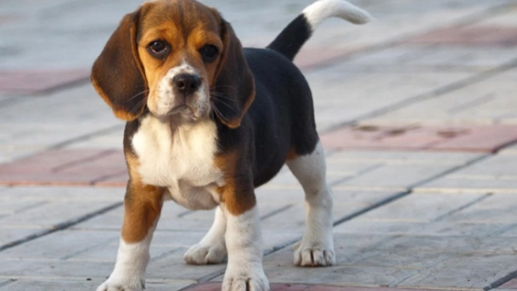 Општина Берово и годинава ќе субвенционира стерилизација на домашни миленици