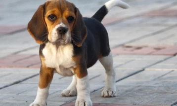 Општина Берово и годинава ќе субвенционира стерилизација на домашни миленици
