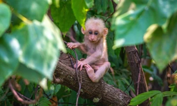 Пронајден нов вид мајмун во Мјанмар