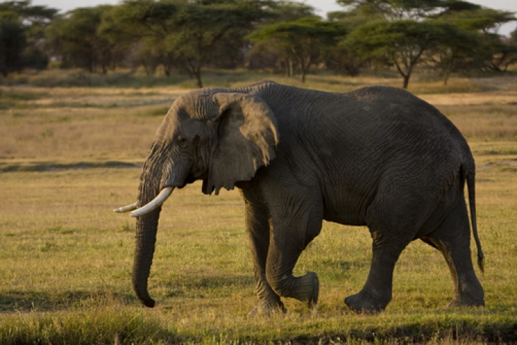 Намибија објави продажба на 170 заштитени диви слонови
