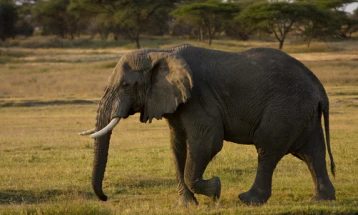 Намибија објави продажба на 170 заштитени диви слонови