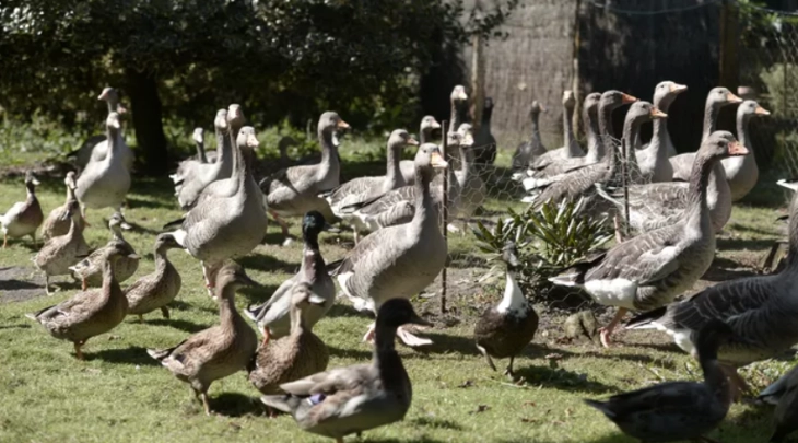 Прва контаминирана фарма на патки од птичји грип во Франција