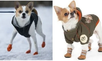 Луксузна мода: Кучиња во чизми
