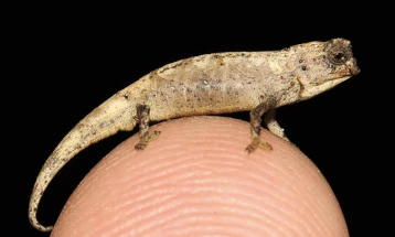 На Мадагаскар пронајден најмалиот влекач во светот