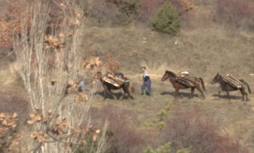 Жителите во Прилепско бараат заштита од опасните дрвокрадци