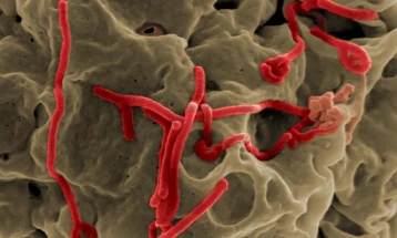 Во Гвинеја осум луѓе заразаени со ебола