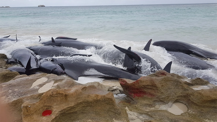 Во Индонезија насукани 45 китови, три преживеале