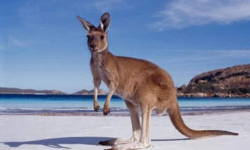 Откриена слика од кенгур стара 17.300 години во Австралија
