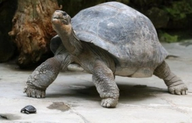 Најдолговечните животни на Земјата