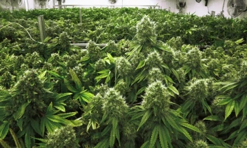 Во Вирџинија од 2024 година слободно ќе се продава марихуана