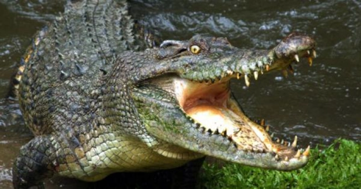 Крокодили побегнаа од одгледувачница во ЈАР