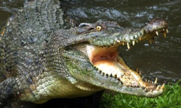 Крокодили побегнаа од одгледувачница во ЈАР