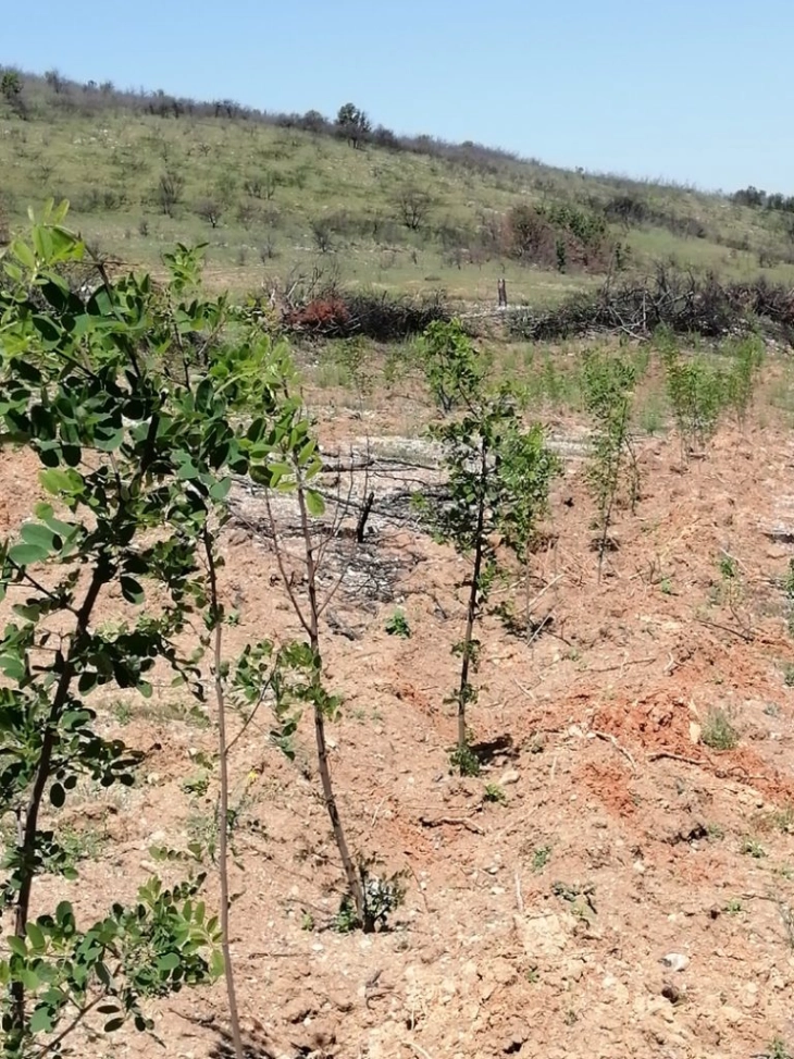 Oпштина Велес засади 157дрвца на неколку локации, а до крајот на месецот уште 260