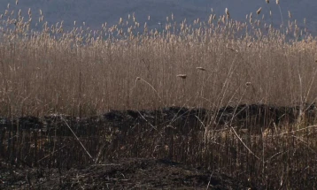 Опожарена трска на Охридското крајбрежје кај Калишта