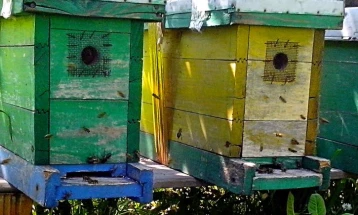 Временските услови неповолни за пчелите, сметаат делчевските пчелари