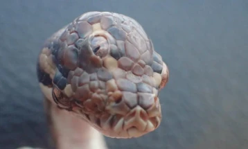 Австралиец пронашол жива змија во зелена салата