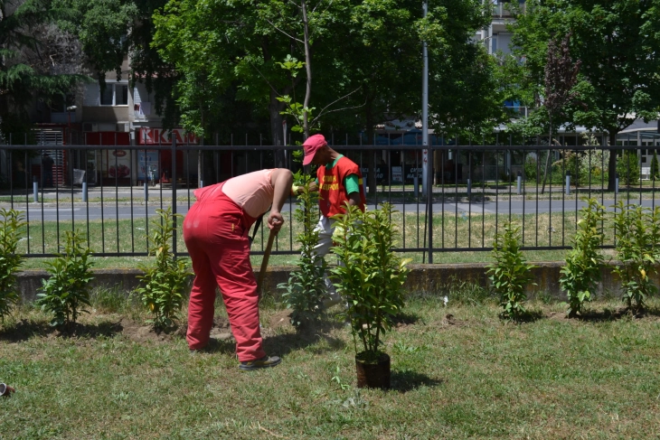 ПроКредит Банка организира садење дрва во соработка со Општина Аеродром