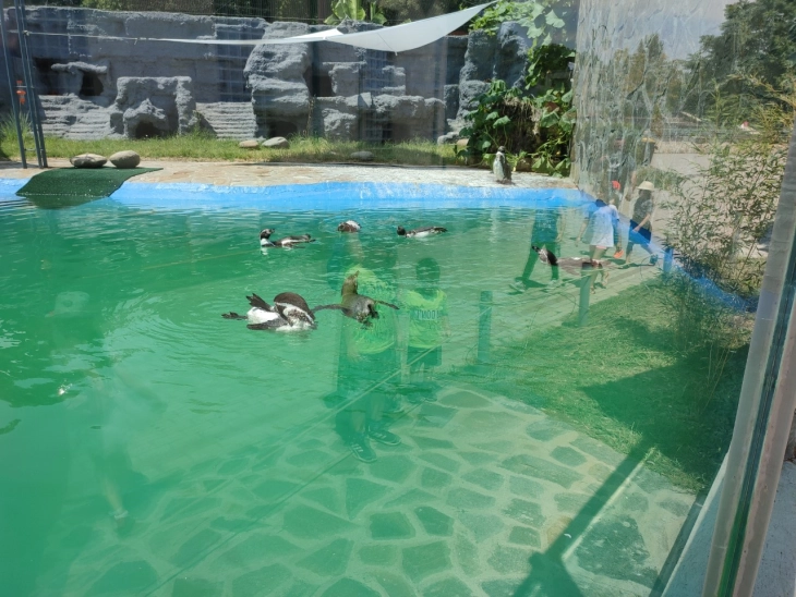 Пингвини од Чиле и Аргентина, најнова атракција во Зоо Скопје
