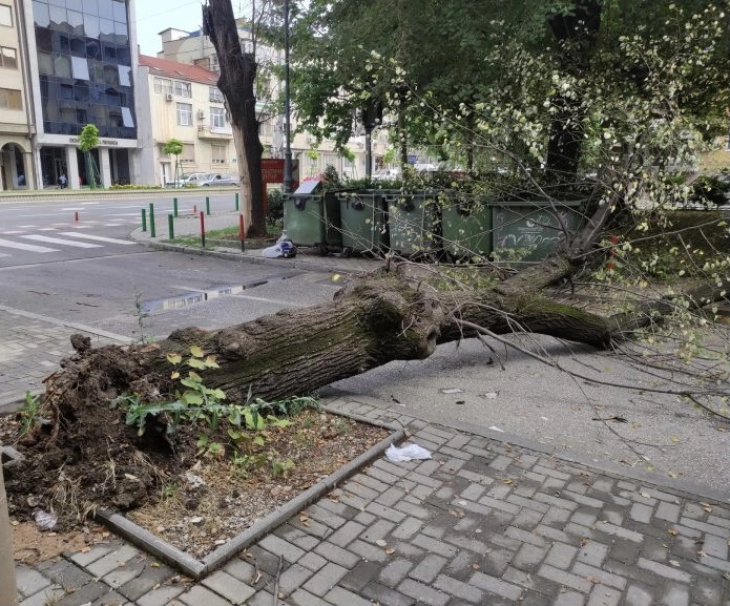 Паднатото дрво на „Орце Николов“ покажува дека има болни дрвја, смета градоначалникот Богдановиќ