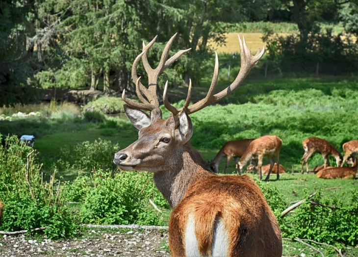 Коронавирусот премина на животни, заразени 40 отсто од дивите елени во северниот дел на САД