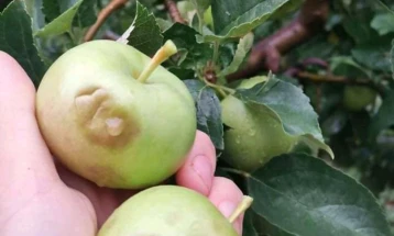 Од 60 до 70 проценти штета на јаболковите насади во Преспанско од последното невреме