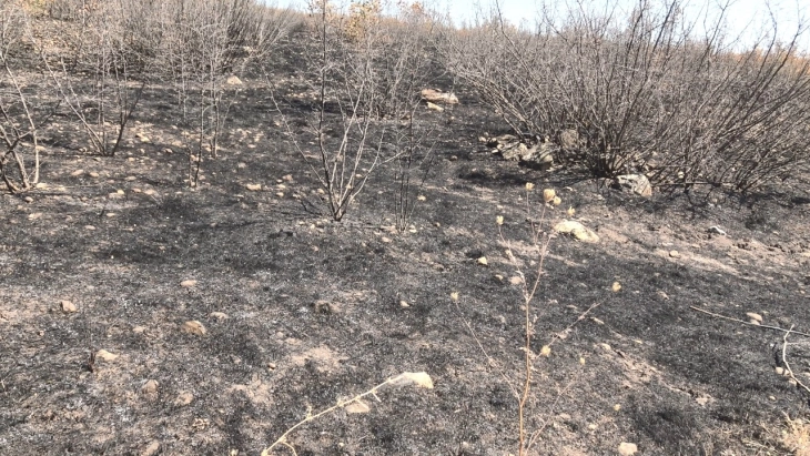 Почнува проценката за обновување на опожарените пасишта во државата