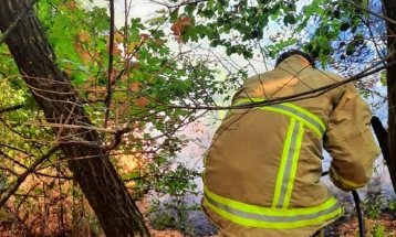 Две лозја изгореле во пожар меѓу тетовските села Глоѓи и Јелошник
