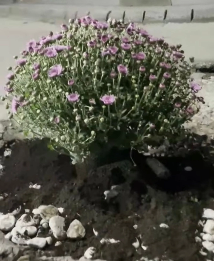 Младински форум на АА засади цвеќе во дупките на тетовските улици