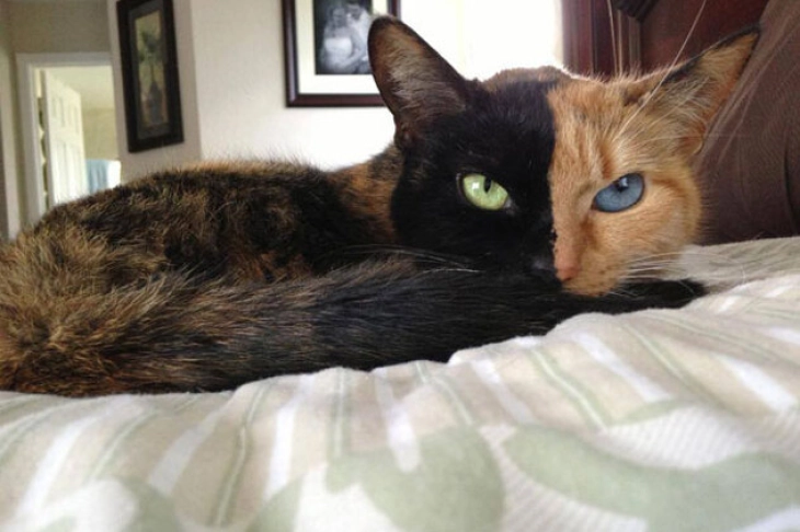 „Мачка со две лица“ - хит на Инстаграм